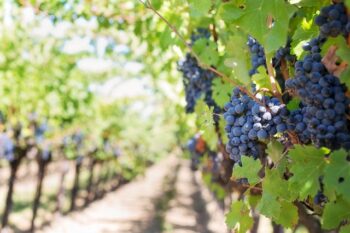 Las 4 Mejores Bodegas en Gramado