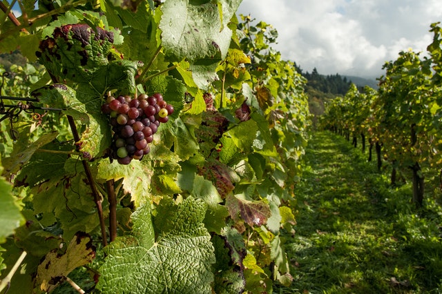 Quais são as 4 melhores vinícolas em Gramado