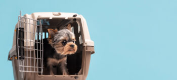 ¿Qué necesitás para viajar con tu perro en colectivo en 2025?